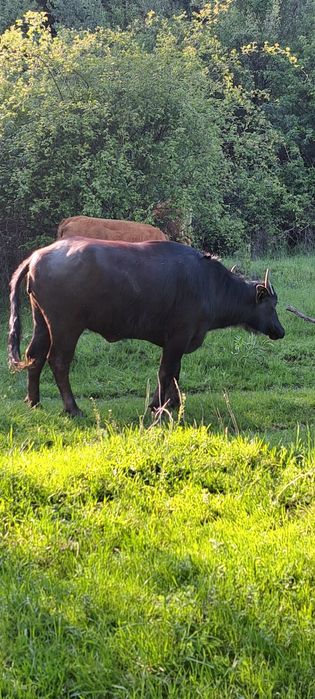 Junincă de bivol gestantă!!