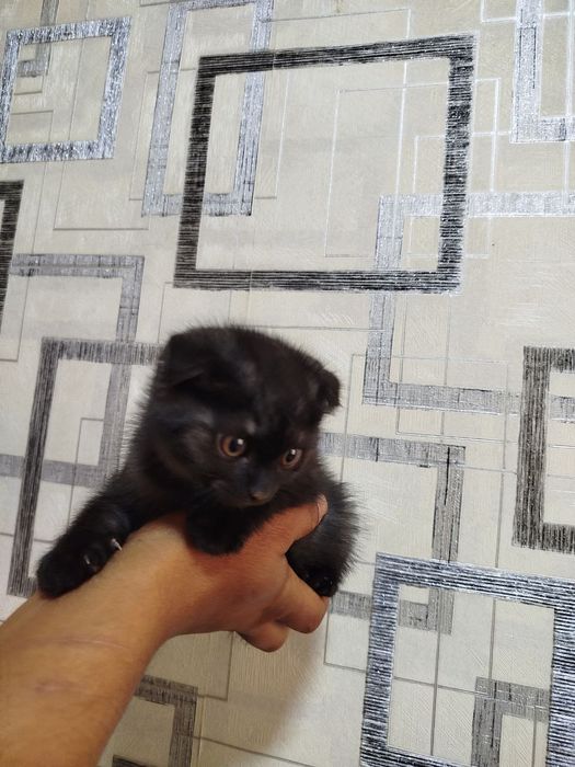 Продаю скоттиш фолд