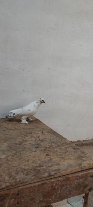Kaptar xamasi soglom