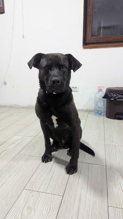 Donez Catel Prietenos