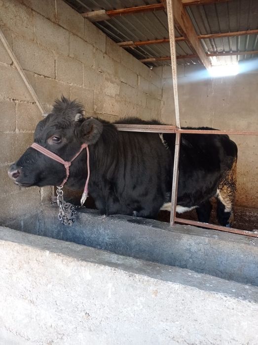 Бордакы Тана сатылады срочно