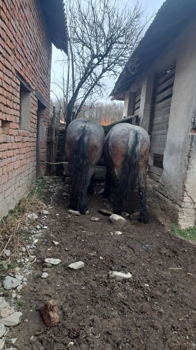 Vând iapa si mânză