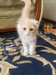 Скоттишфолд девочка