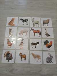 Cartonașe educative plastifiate cu animale domestice