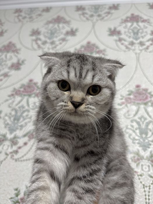 Serebristiy shinshila