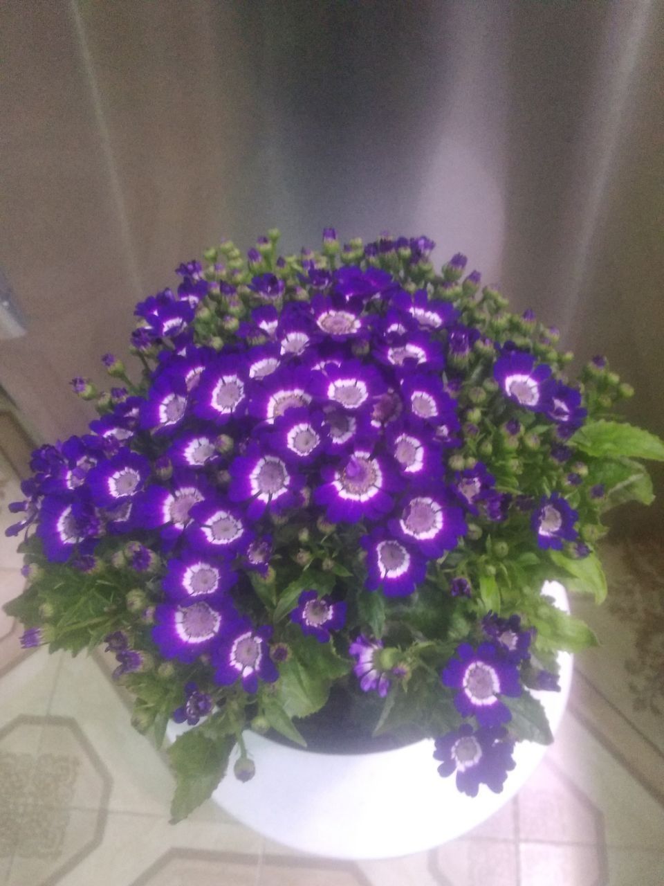Совға учун табиий хархил гуллар. https://t.me/nurgardenflowers