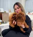 Poodle Toy Roscat sub 2 kg la maturitate ! Exemplare deosebite