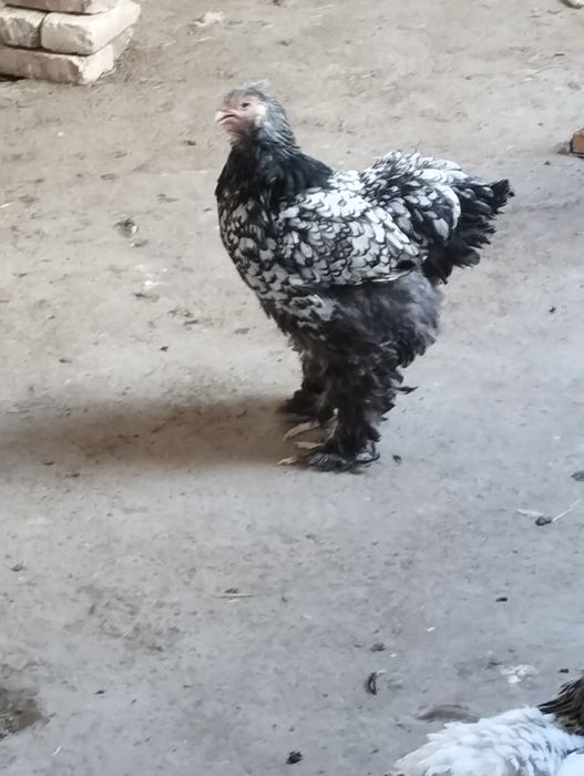 Брама тухумлари сотилади