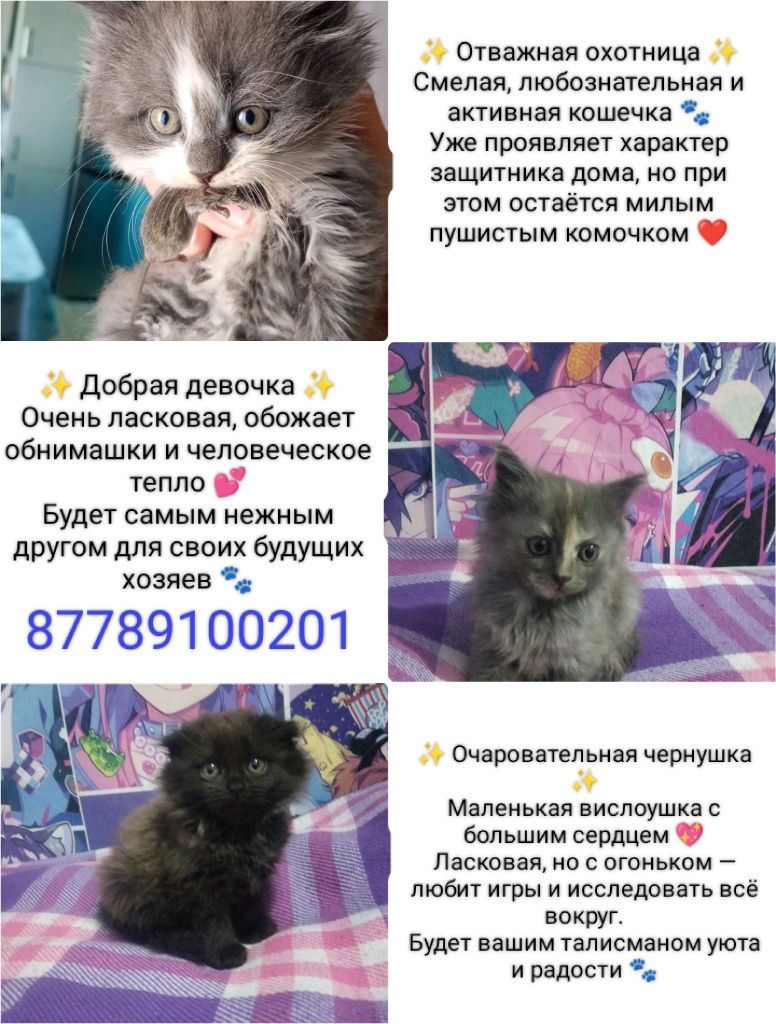 Котята! От Веслоухой британки