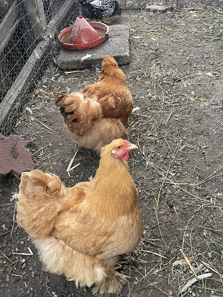 Vand oua incubat de la gaini rasa Cochinchina  urias pe galben.