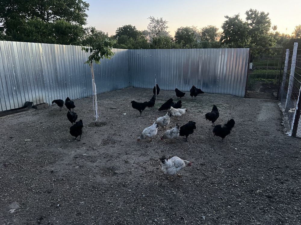 Vând Cocoși australorp negru