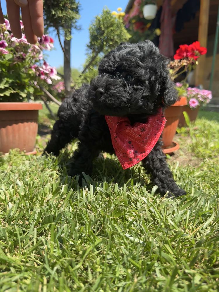 Toy poodle / Той пудел