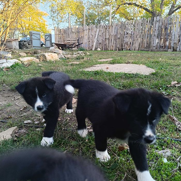 Малки кученца за подаряване