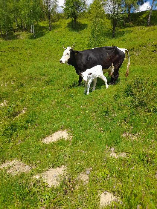 Vând vaca cu vitea