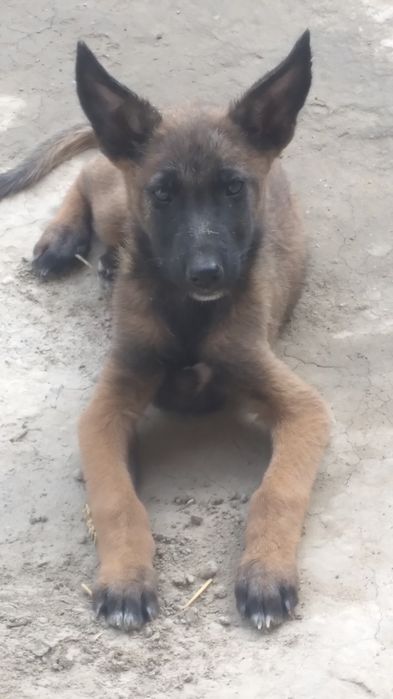 Belgiya avfcharkasi 2 oylik ota onasi toza qon