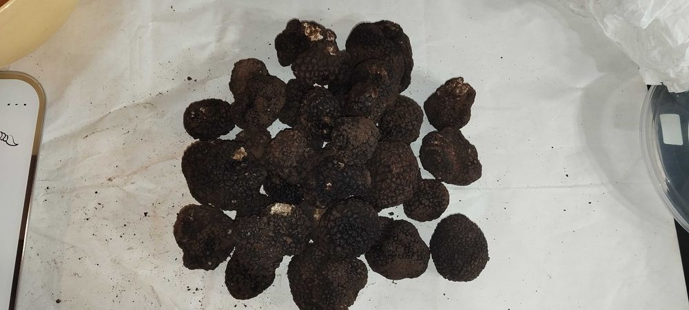 Черен Трюфел в зехтин