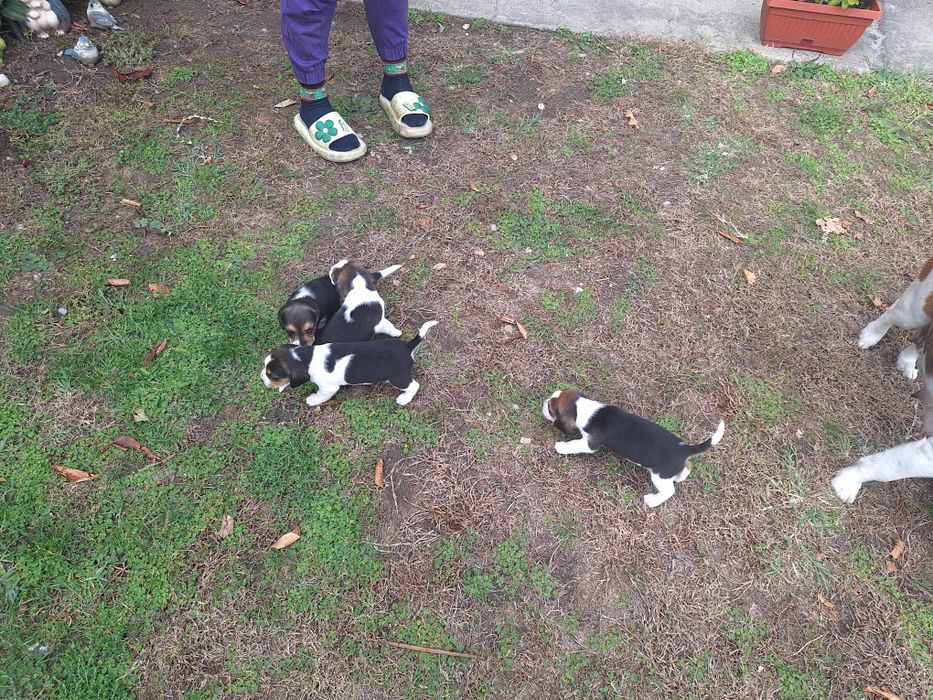 Продавам Мъжко Бигълче