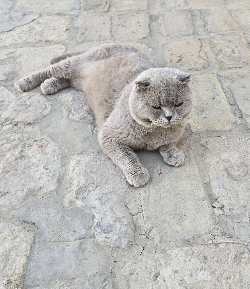 Продаётся пародистий кот