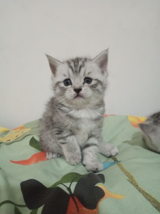 Мушукчалар сотилади!!!