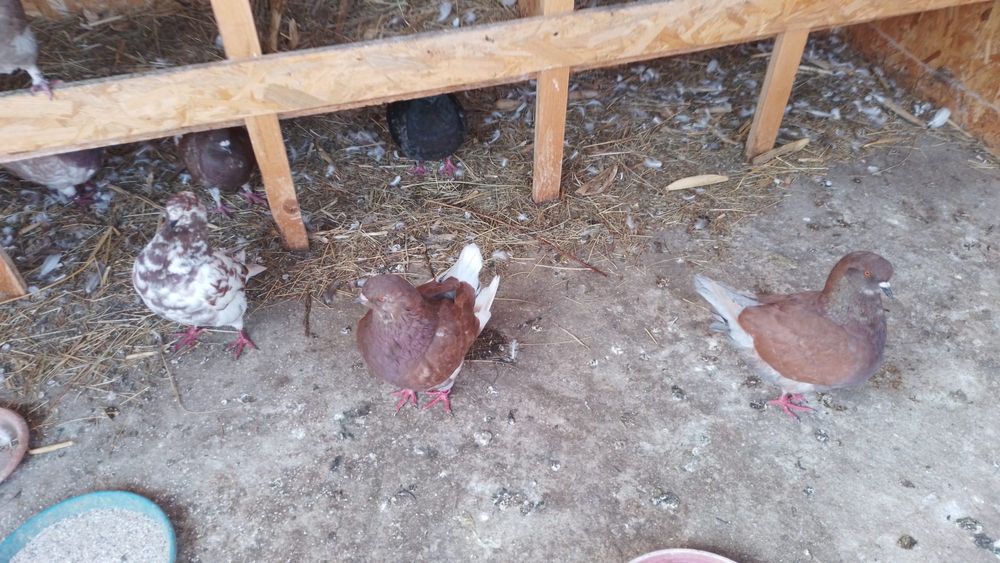 Vand/ schimb cu păsări de curte sau cereale