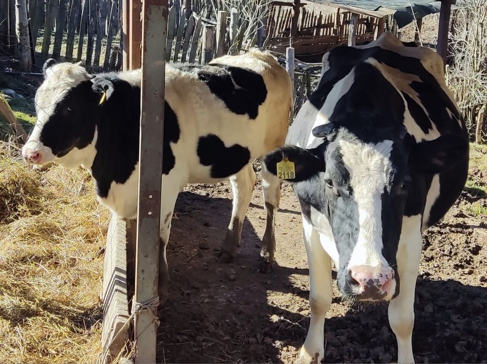 Vaca Holstein 4 ani si junincă 1 an jumate