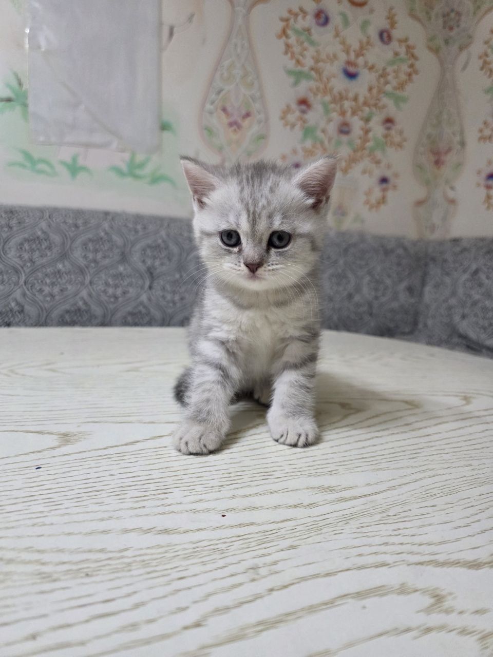 Британский шиншилла котята кошечки britanskiy shinshila mushuk bolalar