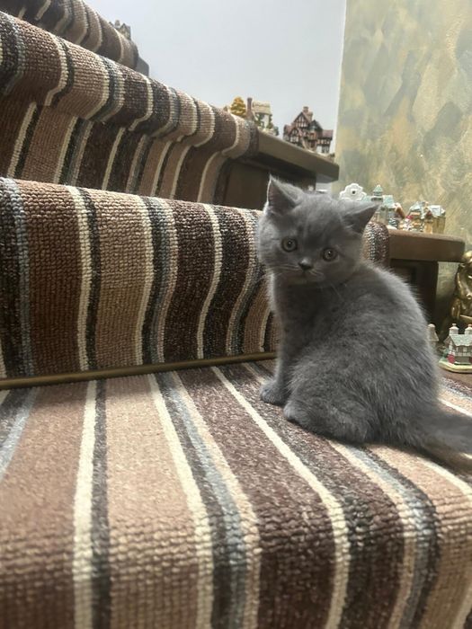 Pisicuță British Shorthaire Blue