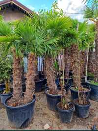 Palmierii trachicarpus Fortunei rezistenți la îngheț transport gratuit