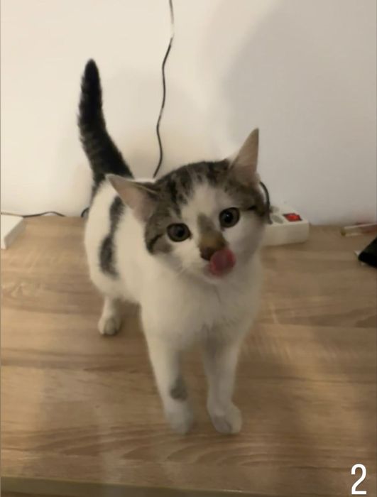 Donez pisicute felis