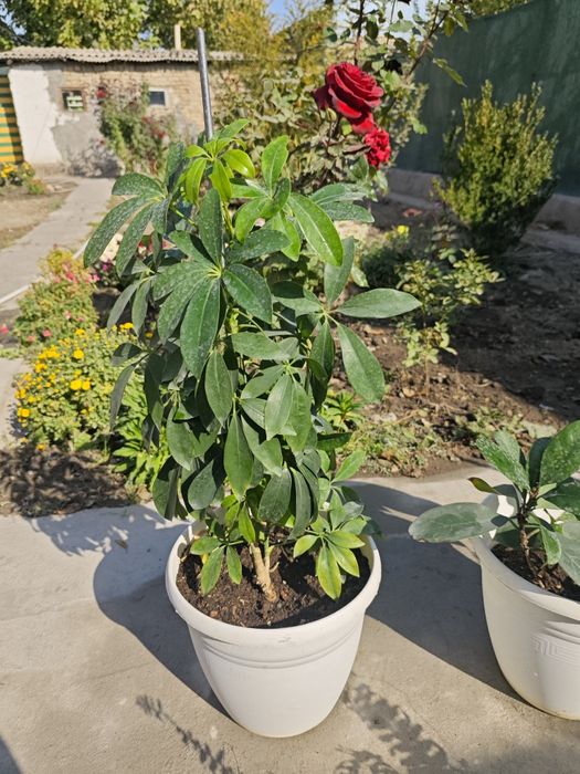 Продам свои цветы