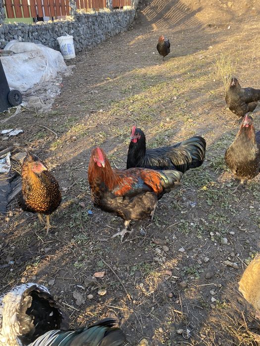 Vand cocosi diferite rase