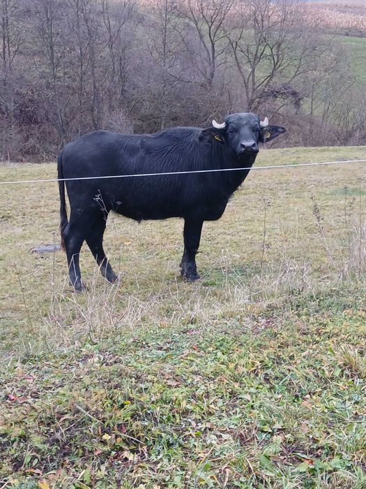 Vând junica de bivol