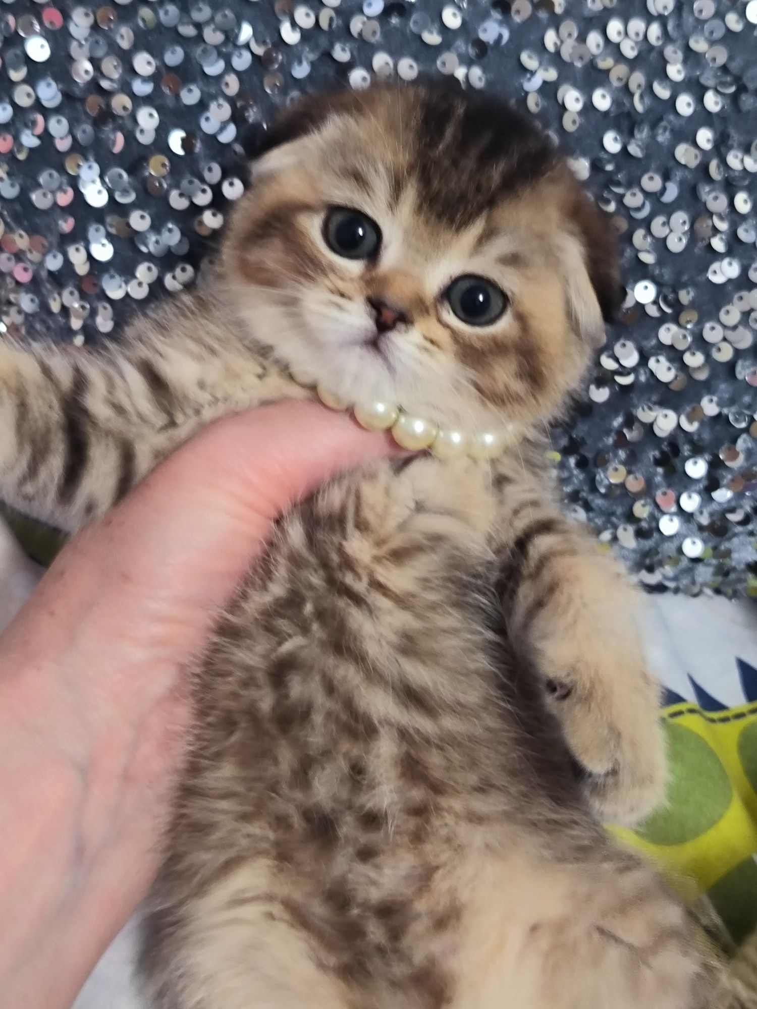 Котята от правильной вязки