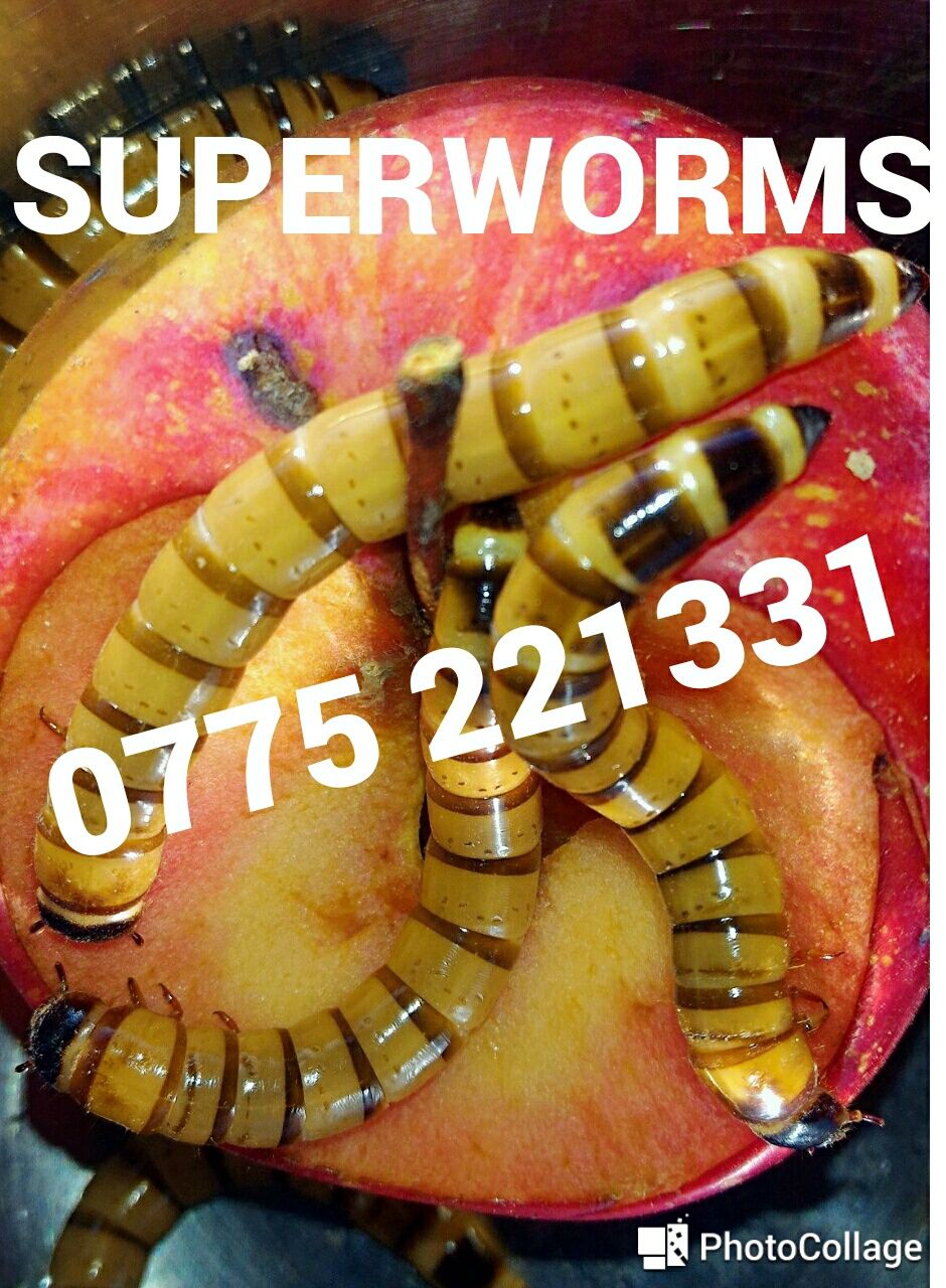 Viermi de faina, Mealworms, Miniviermi, Superworms, Hrana Vie reptile