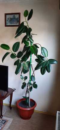Vând Ficus,plantă decorativă.Preț 300 lei negociabil.