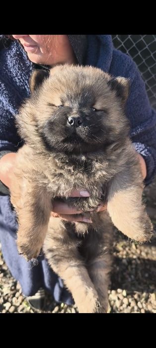 Chow chow, rasa pura