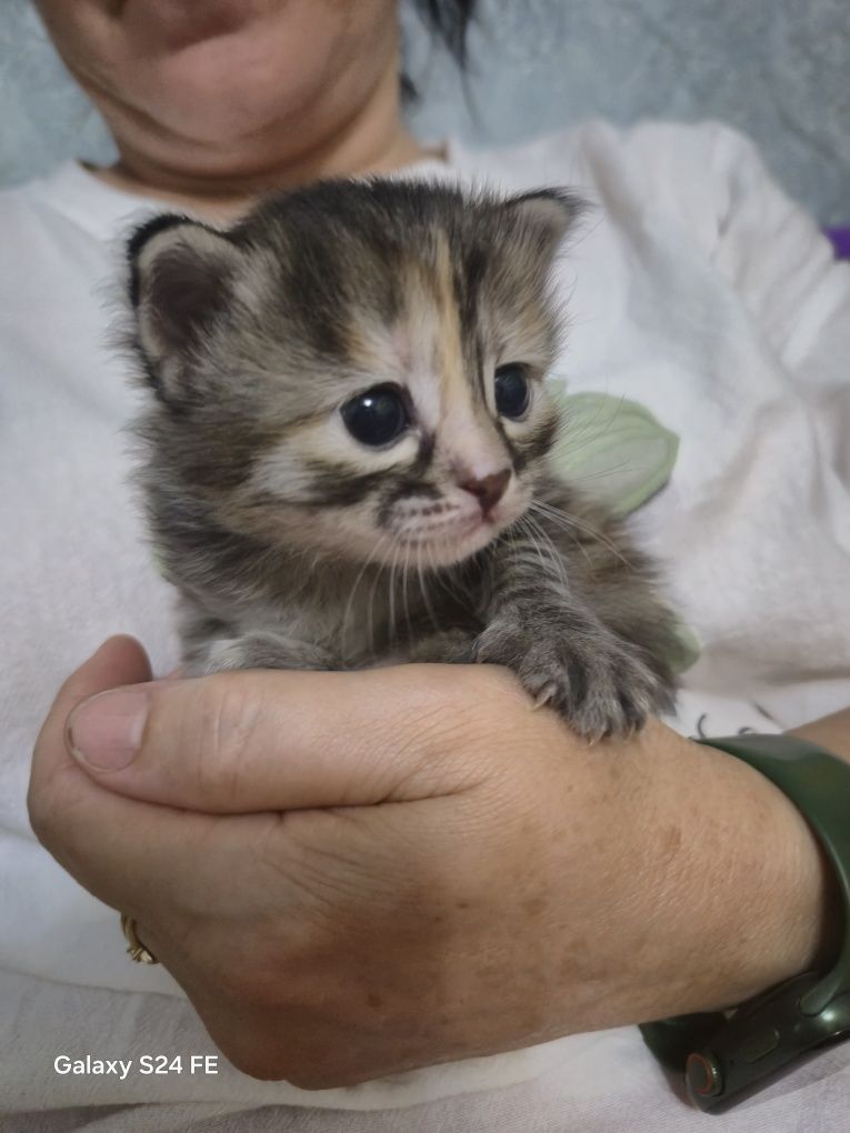 Котята в добрые кури