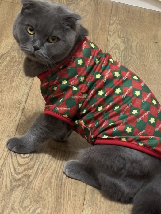 Отдам кошку шотландского происхождения