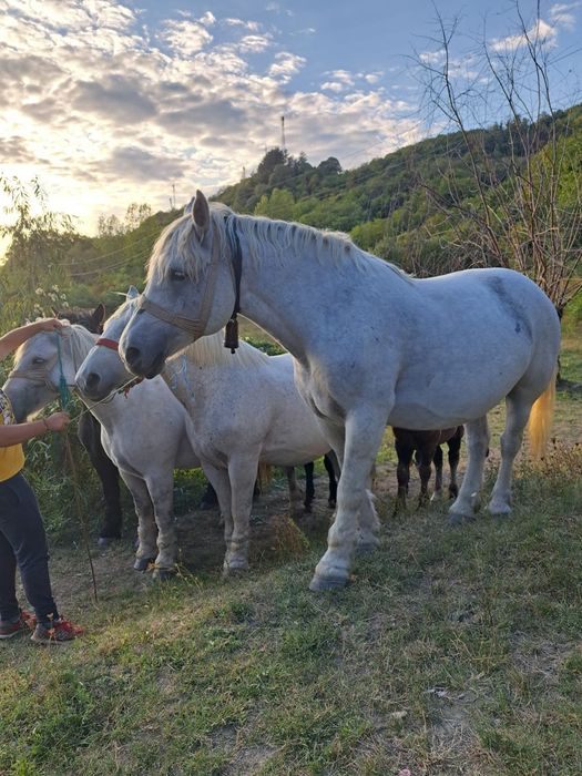 Iepe+mânji de vânzare, rasă Percheron