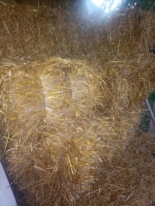 Vând baloți de paie de ovaz