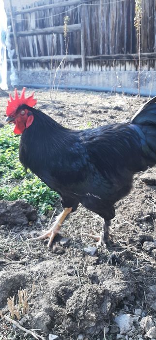 Qora shahzoda sotiladi zoti toza