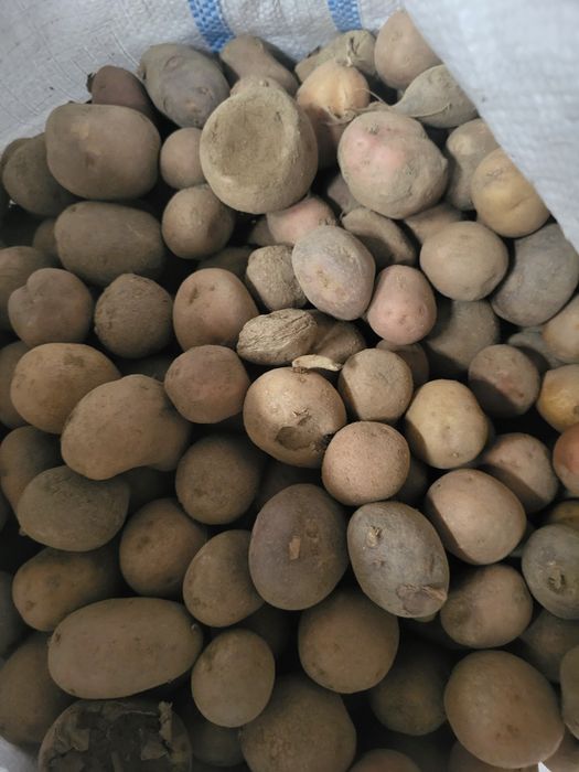 Cartofi pentru animale 0,7ron /kg