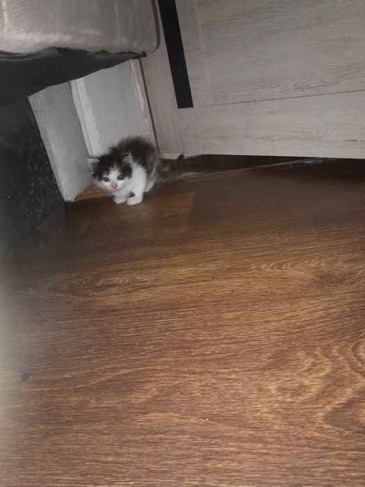 Отдам котят в добрые руки!
