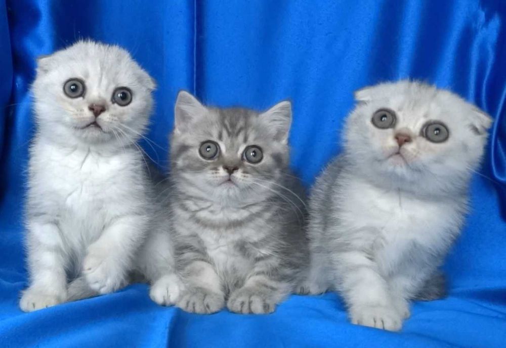 Британско и Шотландски късокосмести котенца