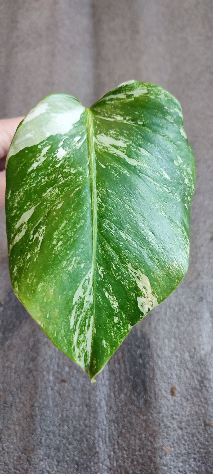 Butaș cu rădăcini Monstera albo