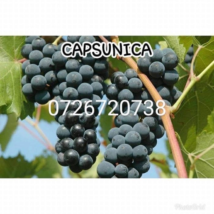 Butasi vita de vie soi hibrid