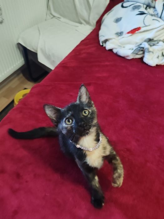 Donație responsabila  4 pisoi