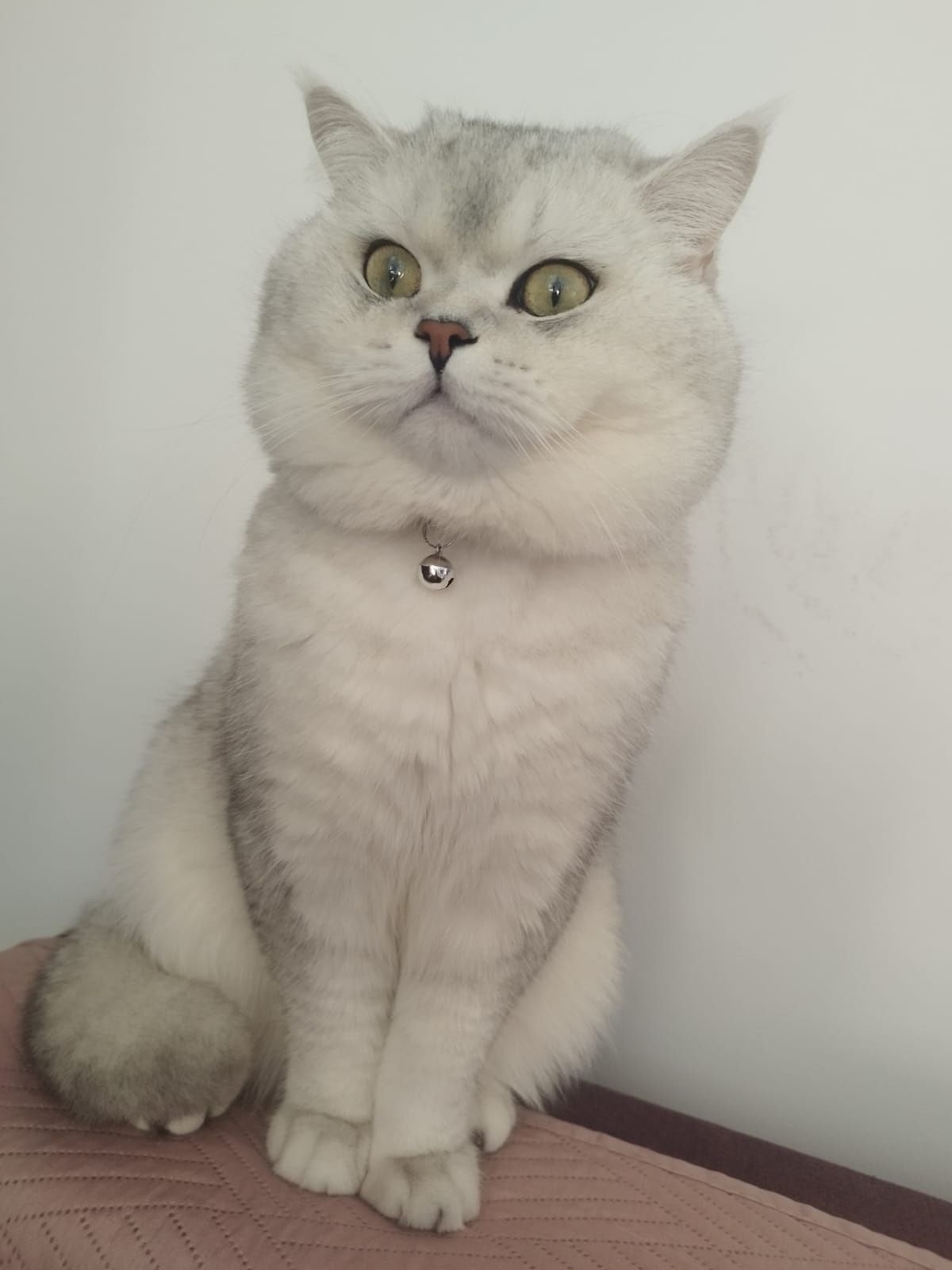 Pisoi British shorthair