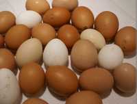 Домашние яйца для инкубации