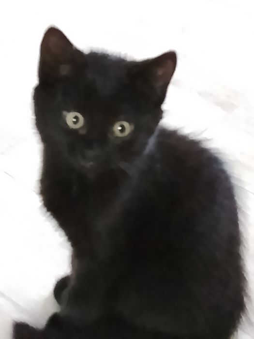 Отдам мальчика в хорошие руки